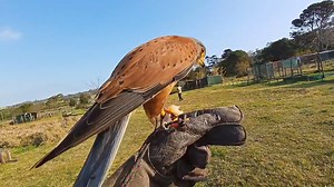 Rocky the Kestrel, swift and free, Soaring high through sky and tree. With a call, he spreads his wings, A graceful blur, the wind he sings. He dives and glides, sharp eyes alight, A master of the winds in flight. When we call, he answers true, A beautiful bond, just me and you. #animalsinwonderland #rockkestrel #birdofprey #cutelittleanimal | Animals in Wonderland