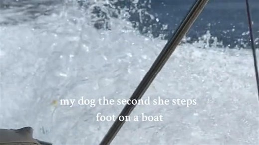 La gente alucina con el comportamiento de un golden retriever en un barco