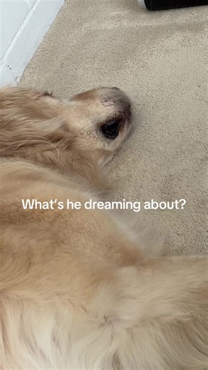 What is he dreaming about here? Probably treats and food 🤦🏻‍♂️ #goldenretriever #dog #dogsofttiktok #dream #goldenretrieverlife