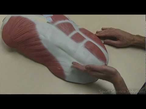 Muscles of the Abdominal Wall