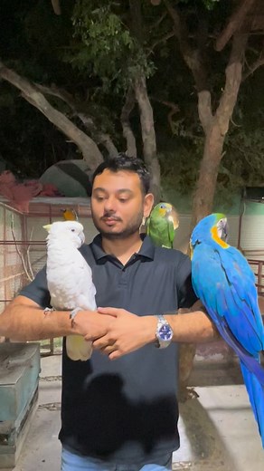 15th and 16th November 😍 Bahria town Karachi (carnival) Bahria beats 😍 family festival For more details please contact @vpem1 #pets #events #karachi | Jimmy junaid - Animal enthusiast