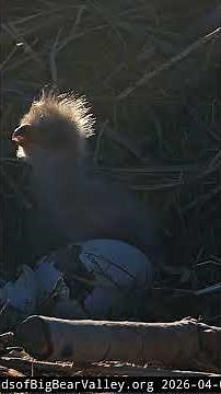 Chick #2 is almost out too💕🐥🥳2026 04 05 ~ BIG BEAR BALD EAGLE Live Nest Cam 1 FOBBV 🦅
