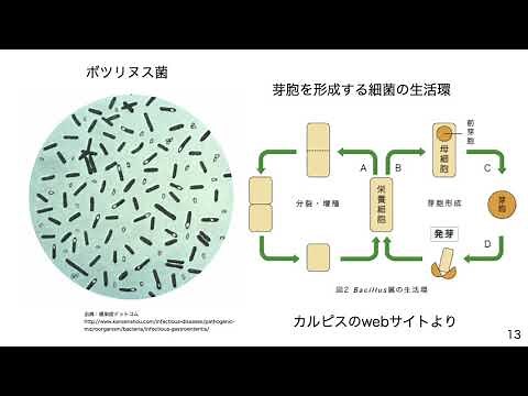 食品安全学06芽胞形成菌など