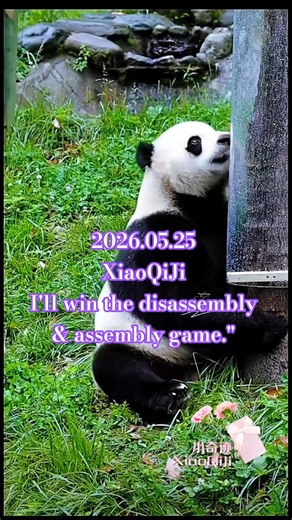 小奇迹眼神中透露着"我一定会赢了拆装游戏"XQJ's eyes revealed "I'm sure I'll win the disassembly & assembly game."#大熊猫小奇迹
