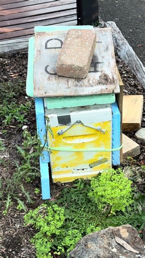 This Hive Survived EVERYTHING… Now It’s Moving | Beehive
