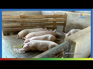 Kilimo Almasi: Ufugaji wa nguruwe