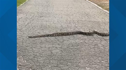 Woman spots snakes slithering around Piedmont Park