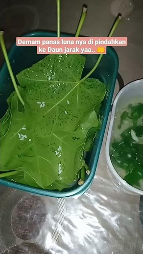 Daun jarak obat penurun demam panas anak #shorts #obatherbal #tradisional