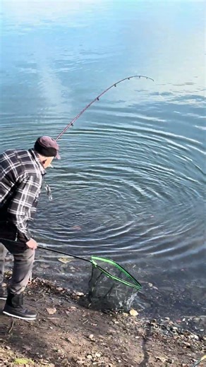 Rod tight! #fishing #angling