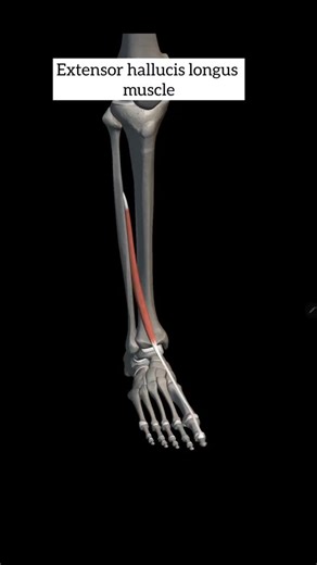 mbbs365degree on Instagram: "Extensor hallucis longus muscle anatomy #mbbs #anatomy #doctor #muscle #medicalstudents #medicine"