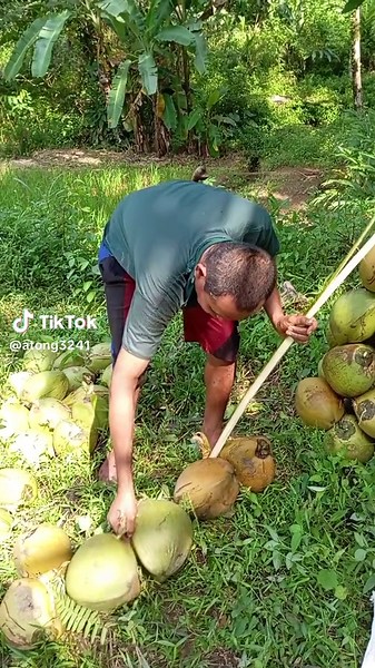 Pikulan Kelapa 40 Butir di Bukit