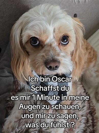Oscar the Sweetest Pet: Can You Connect With Him?