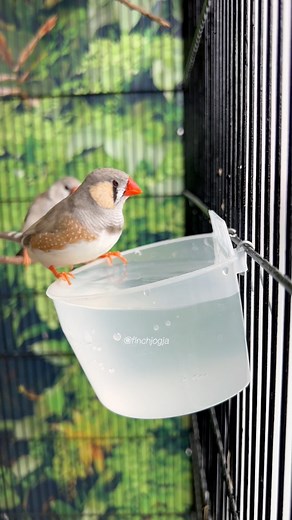 4K views · 1.5K reactions | A cute moment as the Zebra Finches enjoy drinking and taking a little bath. Their playful behavior always brings a fresh and calming vibe to the breeding cages. #FinchJogja #ZebraFinch #BirdKeeping #AviarySetup #HighCPMVideo | Indra Prihantoro | Facebook