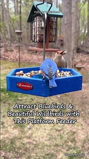 Bluebird Magic! See Them Up Close on the Kingsyard Bird Feeder.