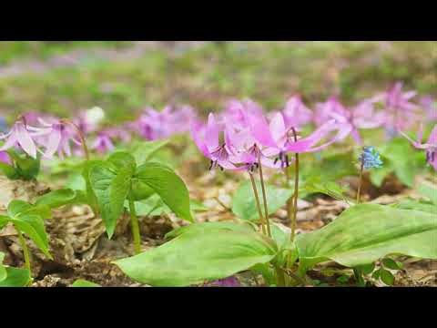 ¿Qué es el Corydalis ? Para qué sirve y cómo se utiliza (Corydalis yanhusuo)