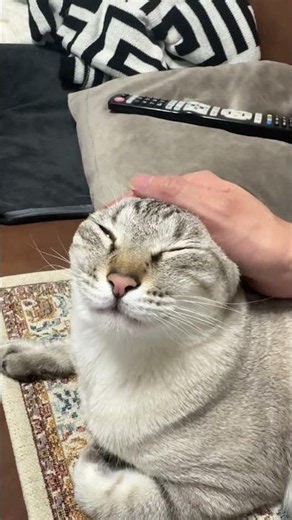 猫の耳が曲がっちゃった！ #元保護猫 #シャムトラ