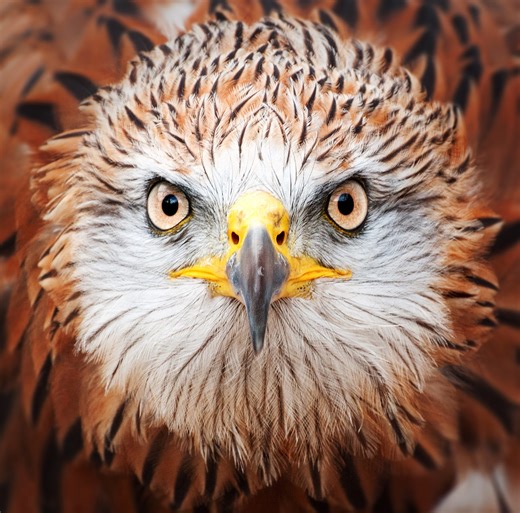 Where to see red kites, the birds which have been 'the biggest species success story in UK conservation history’