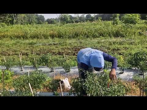 UNBELIEVABLE HAND HARVEST! PICKING CHILIES LIKE A PRO-agriculture farming