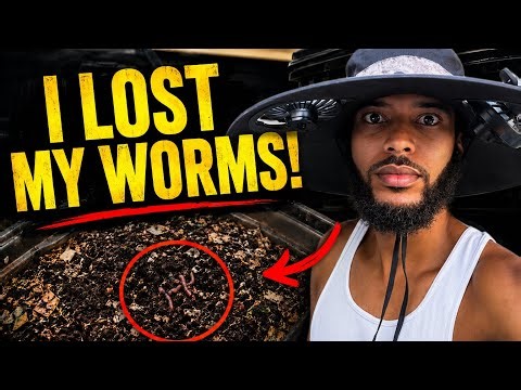 I Lost most of my worms.. so I’m starting over the right way