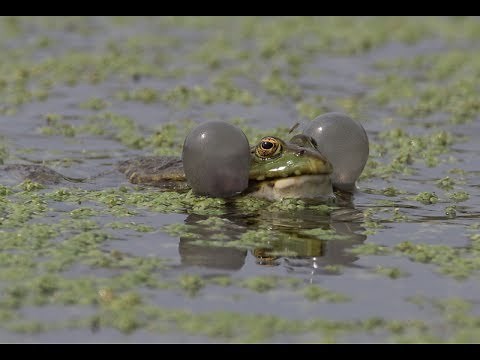 Marsh frogs calling at RSPB Rainham