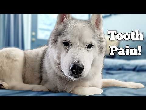 My Senior Dog Had an Abscessed Tooth (Symptoms & Treatment)