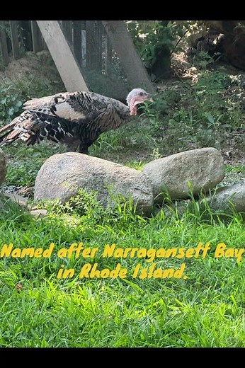 FIVE fun facts about Narragansett turkeys!