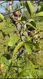 36K views · 189 reactions | Harvesting of Chandler walnuts in Jeelani Majeed's farm at Shalagam Bijbehara, Kashmir. | Ziraat Times زراعت ٹائمز | Facebook