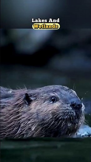 Meet the Amazing Tree-Cutting Beaver