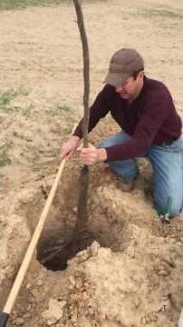Planting Pecan Trees