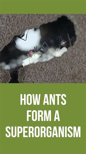 How Ants Form a Superorganism - sneak peek of Who actually really lead an ant colony