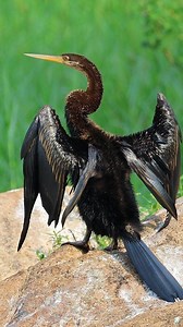 10K views · 868 reactions | Anhinga | 퐍퐚퐭퐮퐫퐞 퐏퐡퐨퐭퐨퐬 퐁퐨퐨퐤 | Facebook