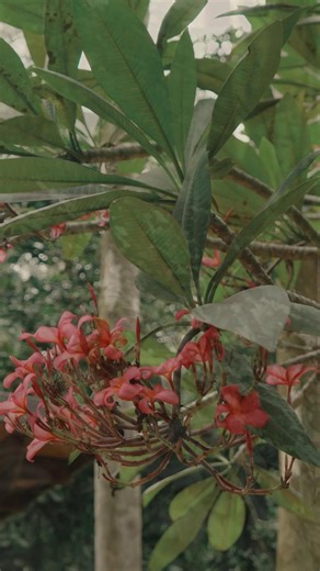 Area 83 | Adventure Resort | At Area 83, there's greenery for as far as your eyes can see. 🌳 What’s your favorite outdoor spot? Share with us! #NatureLovers #Area83... | Instagram