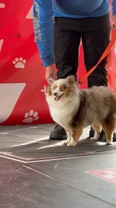 Thanks to everyone for helping us create some kWs with their K9s as part of our #PetPower activation – a small symbol of the importance of renewable energy to our sustainability strategy. At Purina, we are so proud of our sustainability initiatives and are committed to helping to care for the planet we share with our pets. Learn more about our commitment to sustainability here: https://newscenter.purina.com/2024-07-12-From-K-9-to-kW-Purina-Highlights-Importance-of-Renewable-Electricity-Through-N