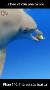 77K views · 39 reactions | Phần 146: Cá heo và cơn phê cá nóc | Review Phim Hay | Facebook