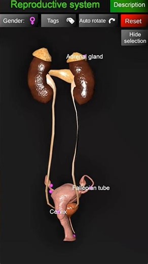 Female excretory system/ structure of female excretory system ❤️#educational #anatomy #animatry