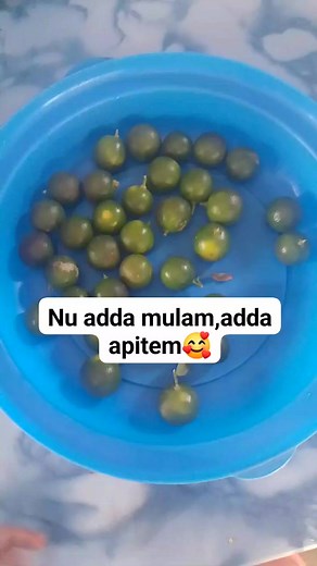 #harvesting #calamansi | Jacquiline Villegas Barut