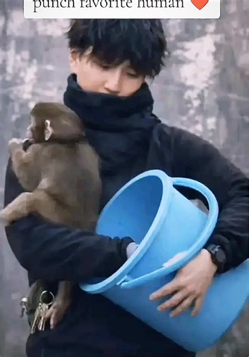 The Adorable Punch Monkey Plush Toy Experience