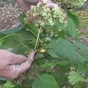 How to Prune Hydrangea Bushes - Fine Gardening