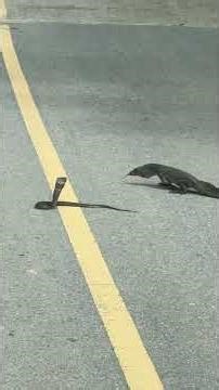 Monitor Lizard Battles Cobra on Rural Road