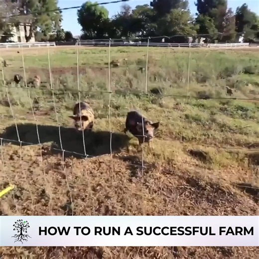 How to quit your job and start farming: How To Run A Successful Farm 👨🏼‍🌾 | Abundant Permaculture