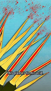 Coyote intentionally takes on the SCRATCHBUSH #nature #bravewilderness #WildlifeAdventure | Coyote Peterson