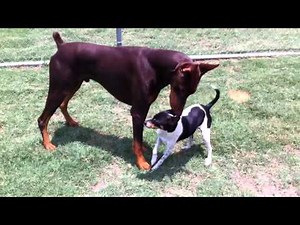 Doberman and Rat Terrier