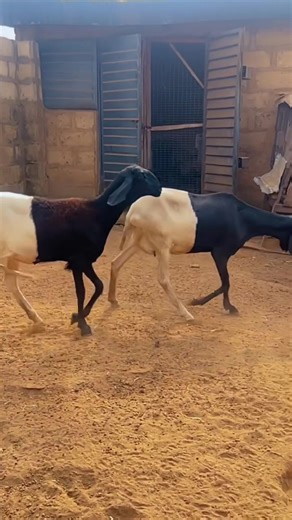 Start Your Profitable Sheep Farming Business Today