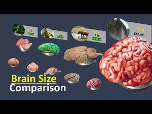 Brain Size Comparison| Biggest Brain | World Datapack