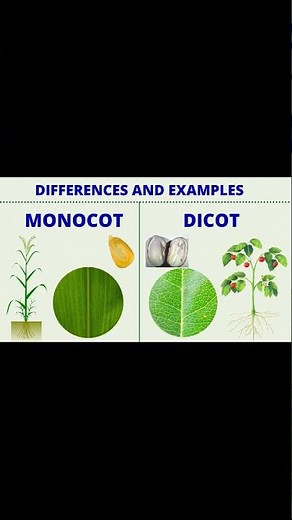 Monocot VS Dicot Plants |