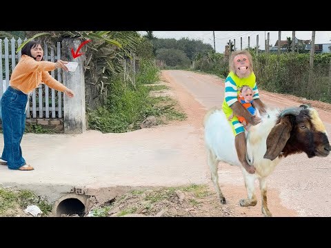 Funny Moment! 😄 CUTIS & Buem Go Goat Herding 🐐 and Ask Mom a Special Favor