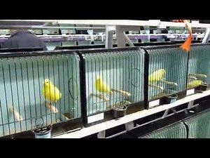 42nd Colour Canary Breeders Show (Video 2)