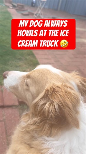 Day 5 of posting Darcy the dog. He likes to howl at the ice cream truck so sweet