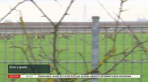 270K views · 3.7K reactions | Nesvakidašnji gosti naselili su se u zapadni dio Osijeka. Točnije, nastanili su se. Riječ je o krdima srna koji su uz obližnje kuće našli svoj mir, pa je stoga u lov na srne, ali s kamerom umjesto puške, krenula ekipa Dnevnika Nove TV. Više na --> https://bit.ly/SrneKodOsijeka | DNEVNIK.hr | Facebook