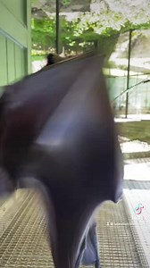 119K views · 5.1K reactions | A much needed dose of Snoopy sass! 驪驪 Snoopy is a Malayan Flying Fox who likes to speak his mind by “barking” at the keepers 驪 #bats #lubeebats #cute | Lubee Bat Conservancy | Facebook